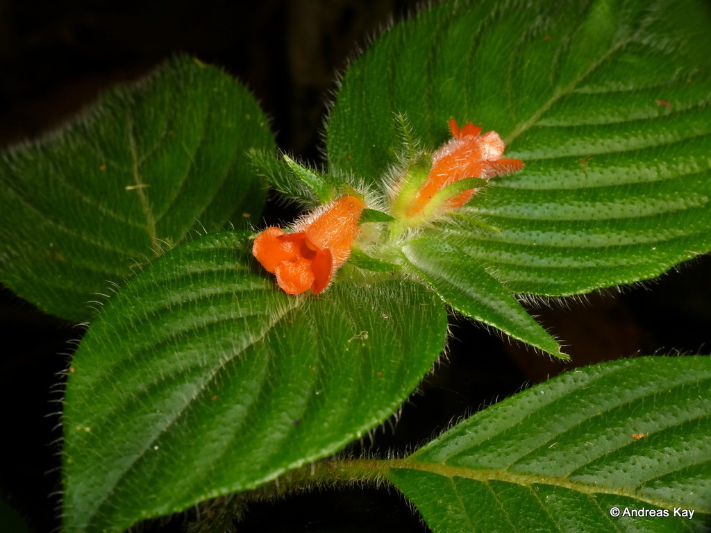 Besleria comosa