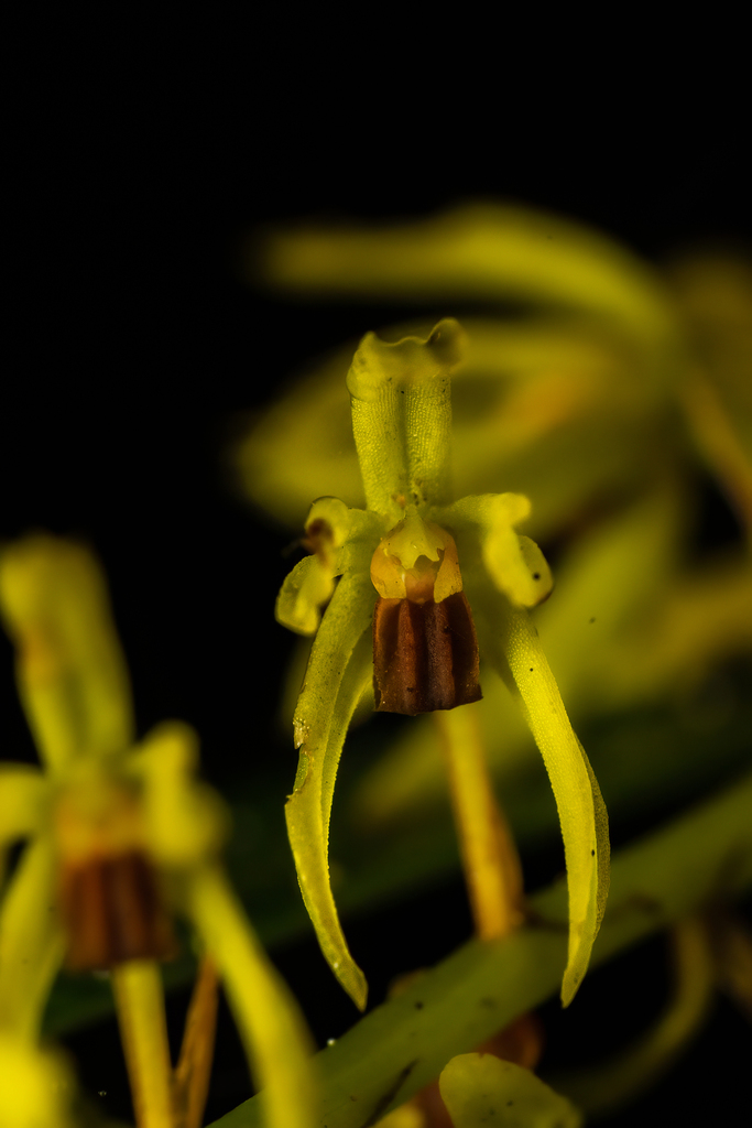 Dendrochilum planiscapum