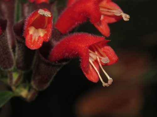 Aeschynanthus pulcher