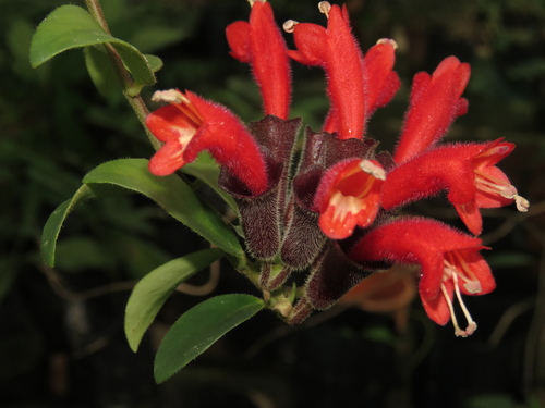 Aeschynanthus pulcher