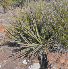Yucca baccata baccata