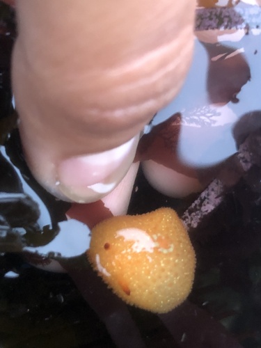 Sandalwood Dorid (Acanthodoris lutea)