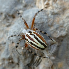 Aculepeira armida