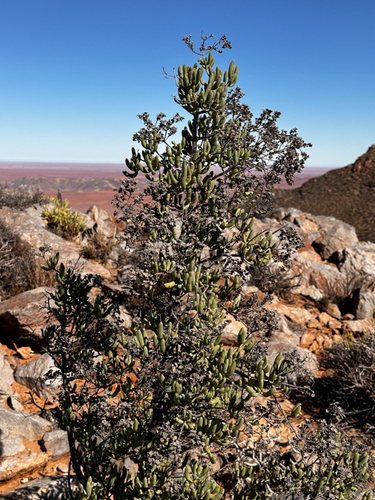 Stoeberia frutescens image