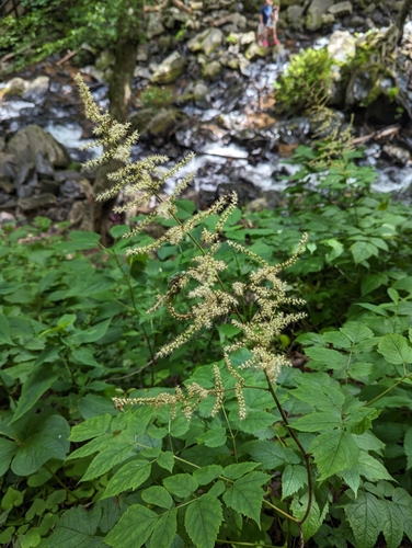 Image of Astilbe biternata by (c) portulaca, some rights reserved (CC BY)