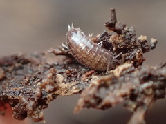 Chaetophiloscia sicula