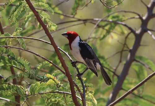 Paroaria dominicana