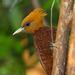 Picidae - Photo (c) Greg Lasley,  זכויות יוצרים חלקיות (CC BY-NC)