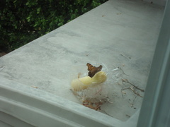 Polygonia interrogationis