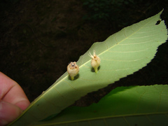 Phylloxera caryaegummosa