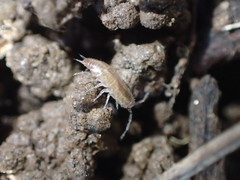 Chaetophiloscia sicula