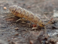 Isotoma delta