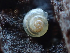 Hawaiia minuscula
