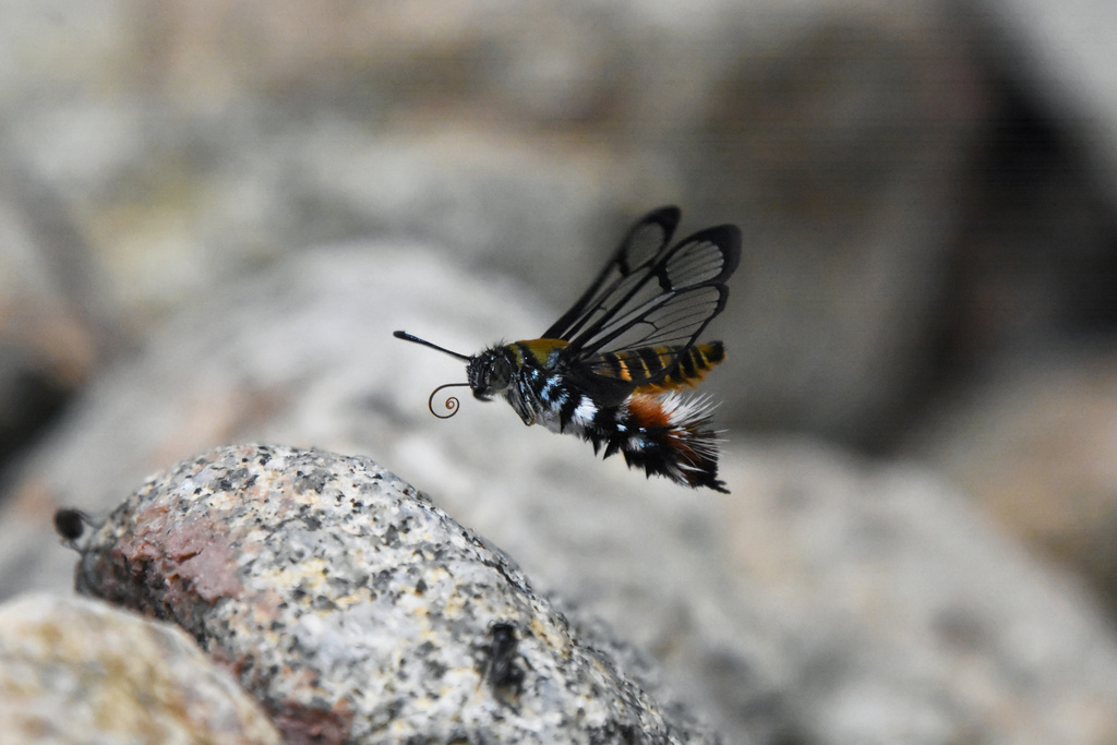 Melittia celebica
