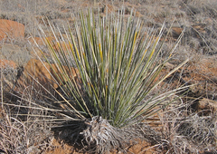 Yucca baileyi