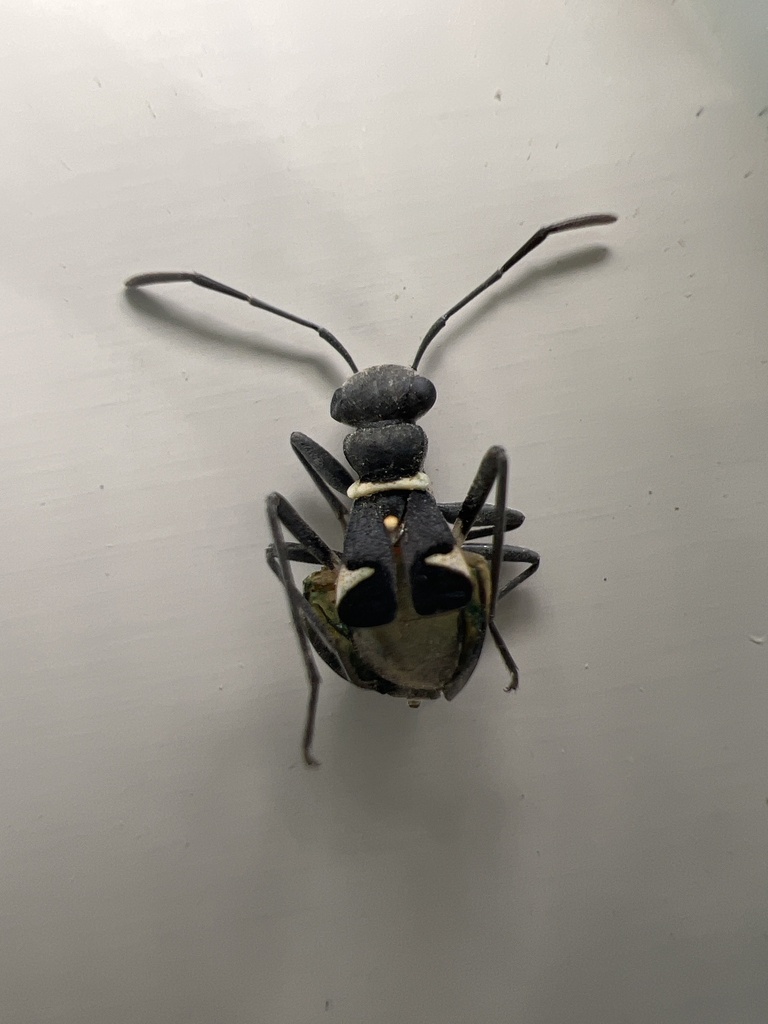 Myrmoplasta longipennis