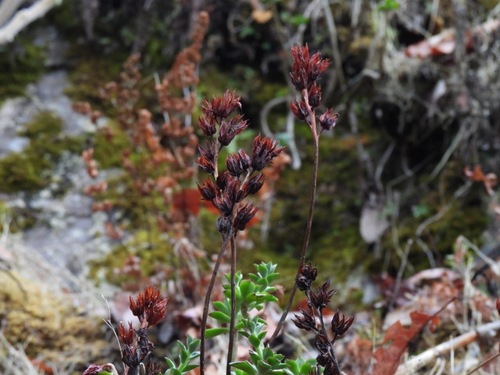 Echeveria flammigera