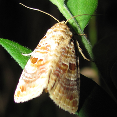 Diastema tigris