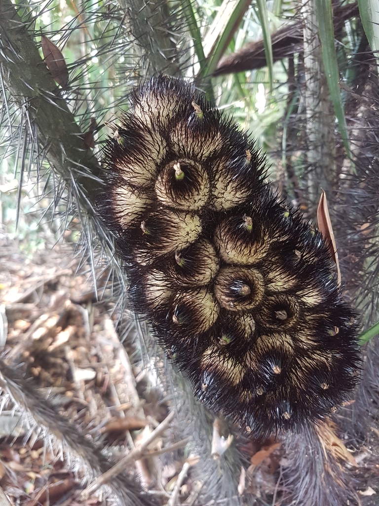 Astrocaryum triandrum