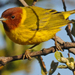 Mangrove Warbler [Castaneiceps] - Photo (c) Steven Mlodinow, some rights reserved (CC BY-NC), uploaded by Steven Mlodinow