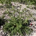 Cirsium harrisonii - Photo (c) Corey Lange, algunos derechos reservados (CC BY-NC), subido por Corey Lange