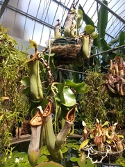Nepenthes truncata