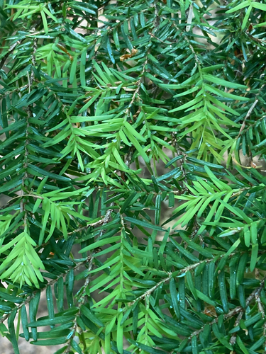 western hemlock