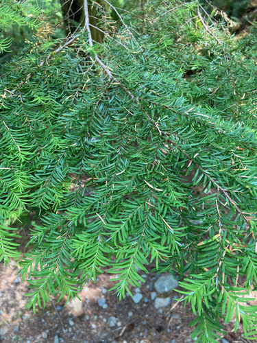 western hemlock