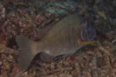 Lethrinus erythracanthus
