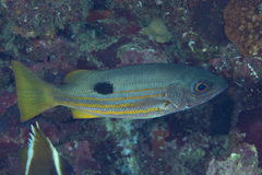 Lutjanus ehrenbergii