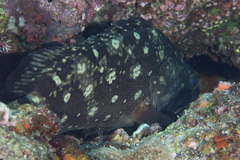 Epinephelus coeruleopunctatus
