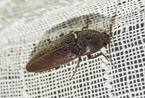 Melanotus fusciceps