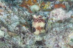 Crossosalarias macrospilus