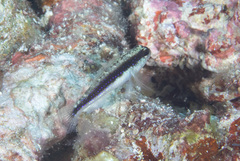 Asterropteryx striata