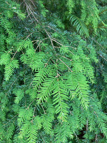 western hemlock
