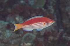Cirrhilabrus marjorie