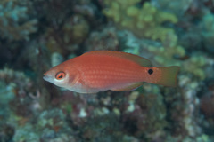 Cirrhilabrus marjorie