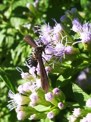 Horama panthalon texana
