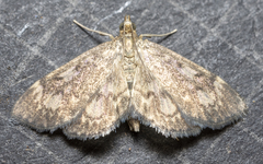 Anania tertialis