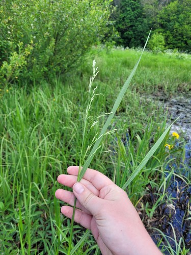 common rivergrass (Scolochloa festucacea)