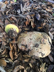 Butyriboletus