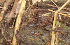 Desmognathus wrighti