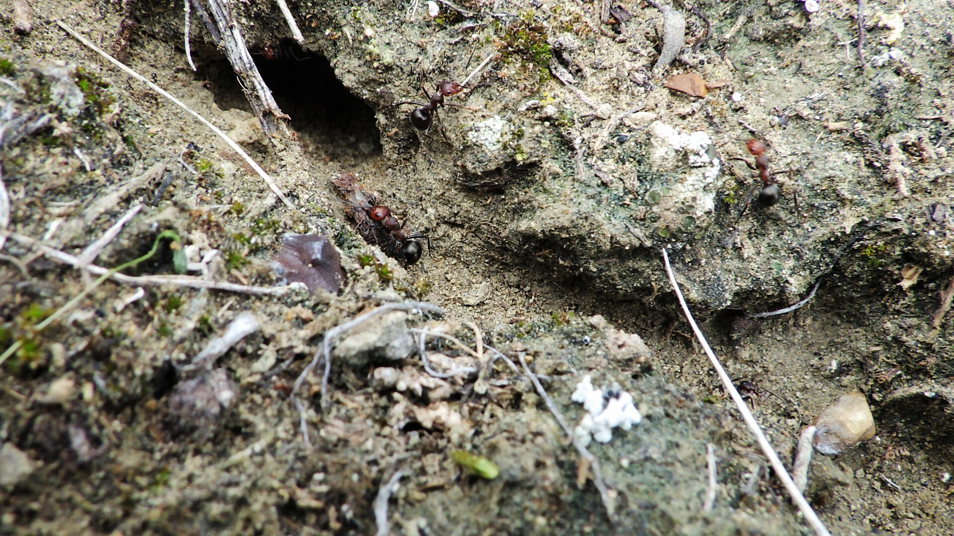 Formica fossaceps