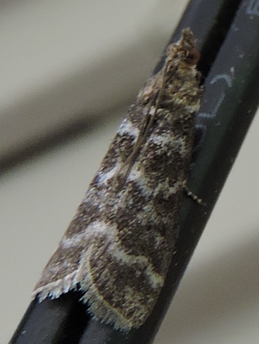 Ortholepis pasadamia Dyar, 1917