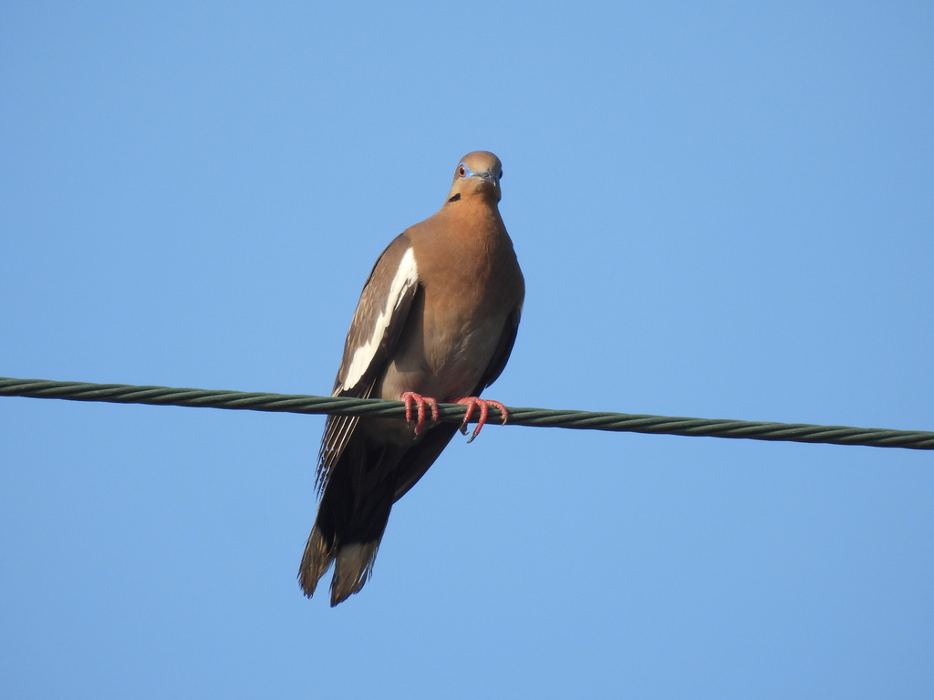Whitewinged Dove from Loma Bonita, 97367 Celestún, Yuc., Mexico on