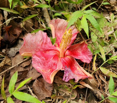 Thespesia grandiflora observed 2023-06-23