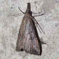 Hypena minualis