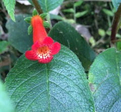 Kohleria inaequalis