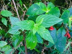 Kohleria inaequalis