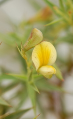 Aspalathus alpestris